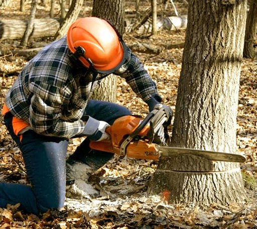 Tree Removal in Calvin, ND